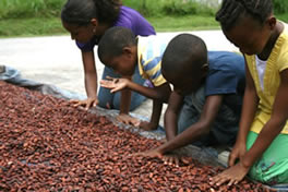 Young Earth Agents discovering cocoa beans