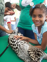 Interaction with an ocelot