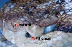 Pit Organ of the Bushmaster Snake