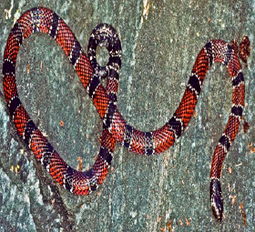 Small Coral Snake