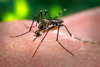 Aedes aegypti - the Dengue virus vector