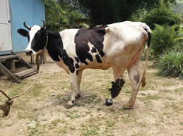 cow with prosthetic leg