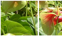 Az anthurium leveleinek csúcsa száraz? Miért történik ez, és mit kell tenni?