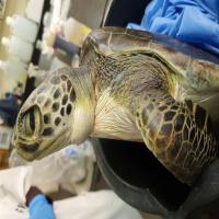 Vertical anorexic turtle for orogastric feeding tube placement_1.jpg