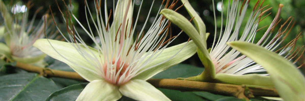 National Herbarium Of Trinidad And Tobago