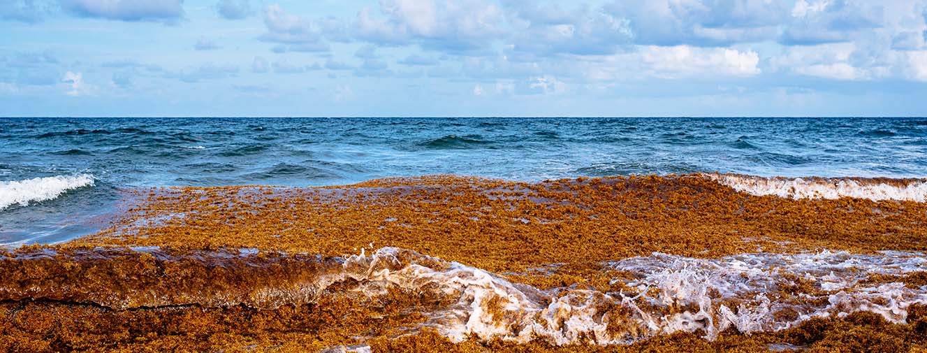 Sargassum: Untapped treasure trove for sustainable agriculture – Prof Adesh Ramsubhag, Prof Jayaraj Jayaraman and Omar Ali