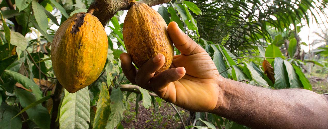Precision agriculture to battle climate change risks in cocoa by Professor Pathmanathan Umaharan