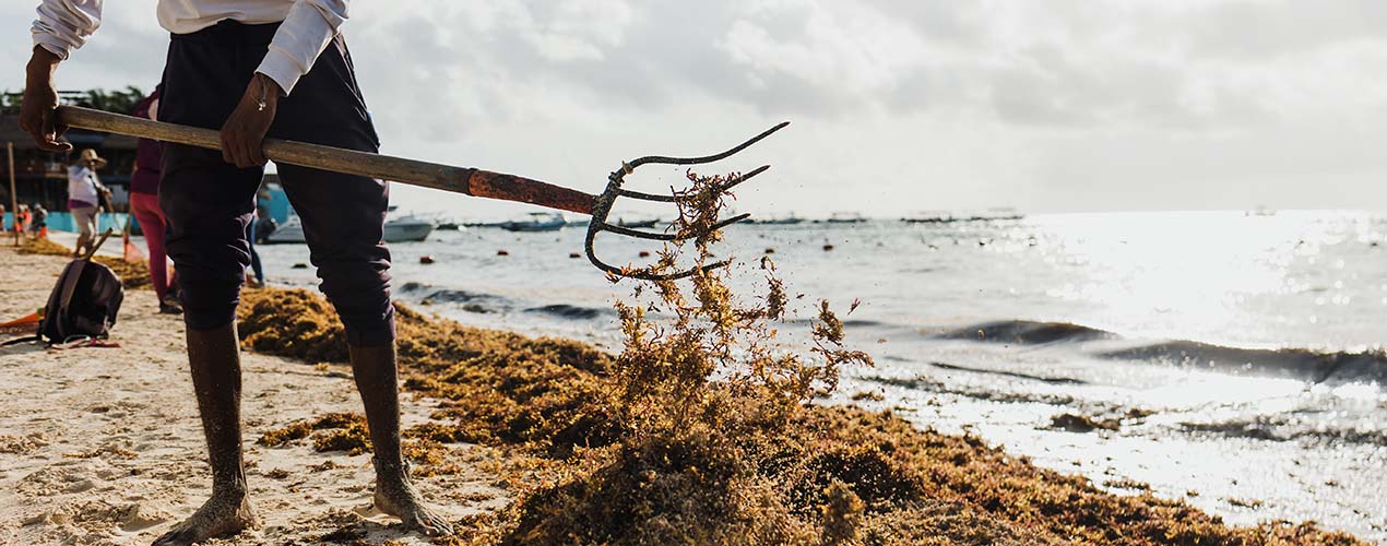 Treasure from Trash: UWI-Researchers’ Success in Developing High-Value Phytostimulants from Sargassum Seaweed by Professor Jayaraj Jayaraman, Mr Omar Ali and Professor Adesh Ramsubhag