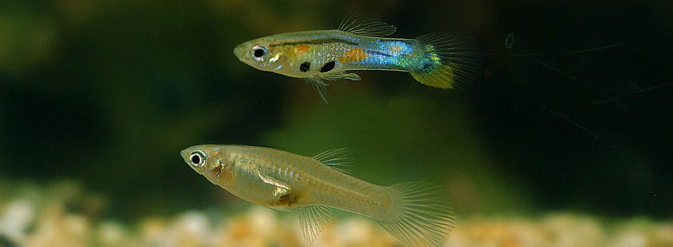 Trinidad’s Guppy – from humble drain fish to scientific superstar – Dr Amy Deacon and Professor Indar Ramnarine