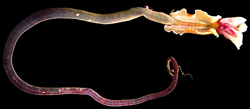 Discovery of the Judi Worm: Why is this a big deal? by Professor Judith Gobin
