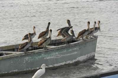 Image of Pelicans at Waterloo Trinidad