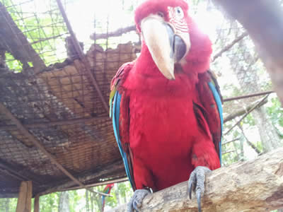 Image of a Macaw