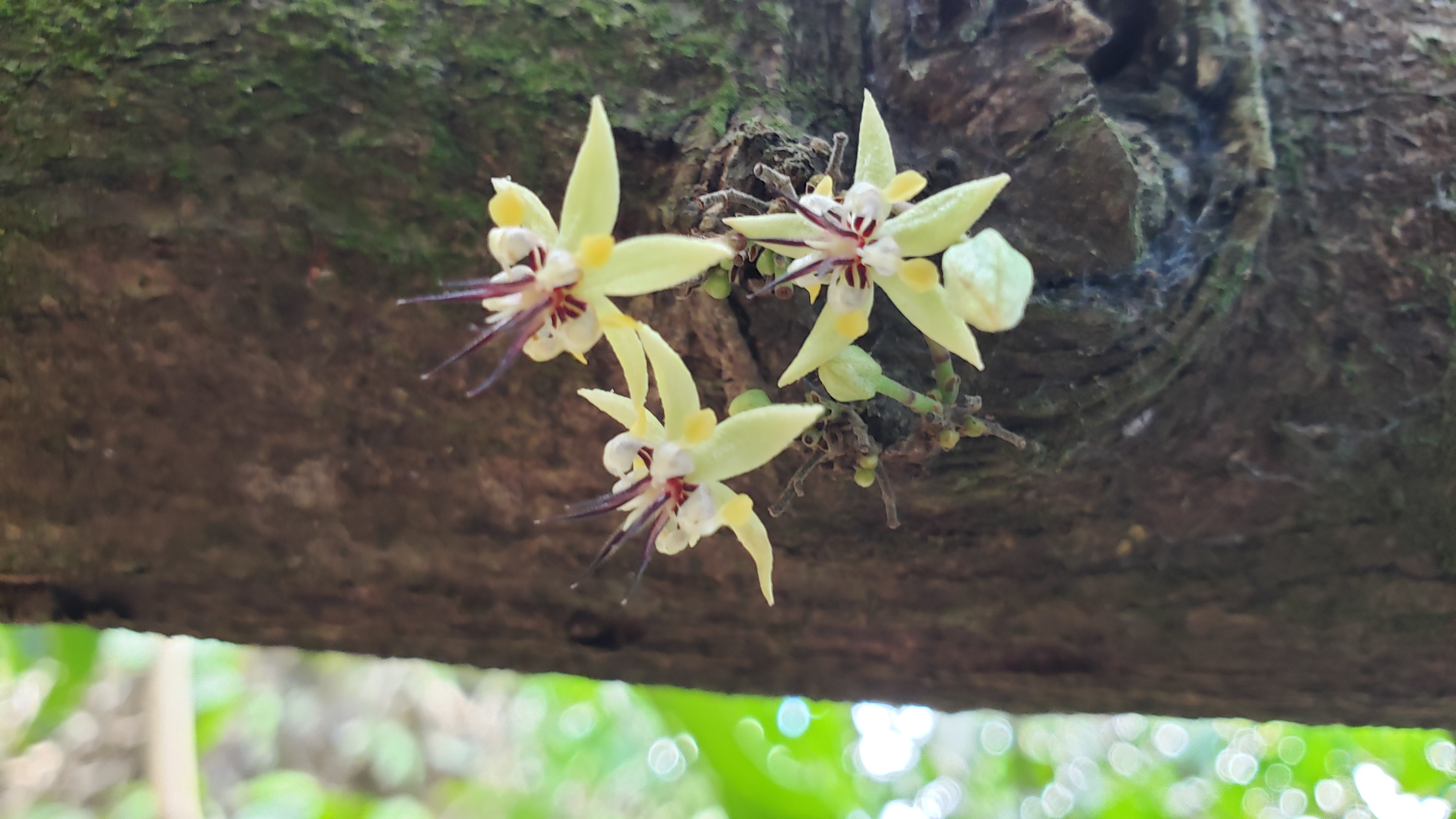 Cocoa flower on a branch of the cocoa tree