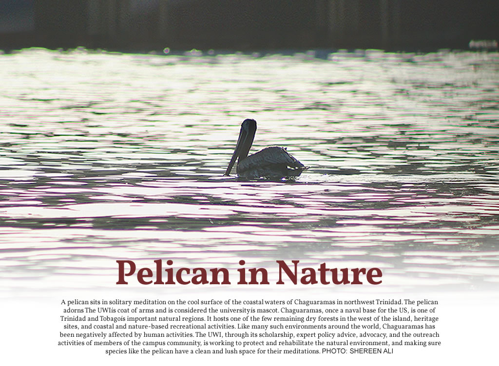 Pelican in Nature